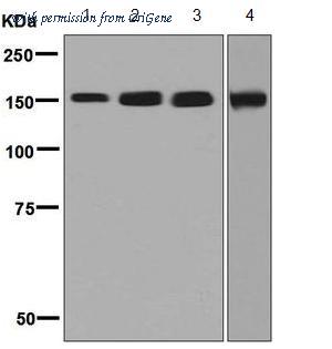 OriGene TA310349 image 1