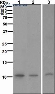 OriGene TA310693 image 1