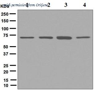 OriGene TA310732 image 1