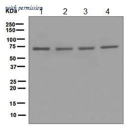 OriGene TA310771 image 1