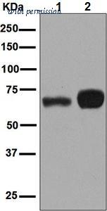 OriGene TA310822 image 1