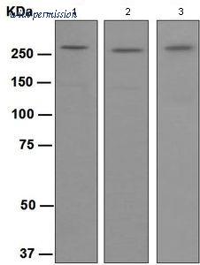 OriGene TA311091 image 1