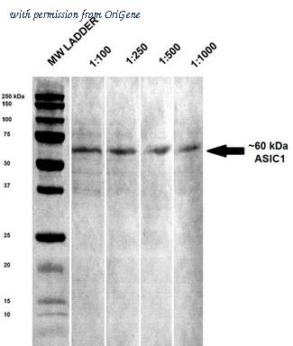 OriGene TA326467 image 1