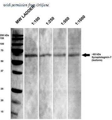 OriGene TA326504 image 1