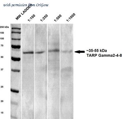 OriGene TA326520 image 1