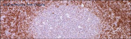OriGene TA327607 image 1