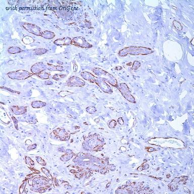 OriGene TA327612 image 1