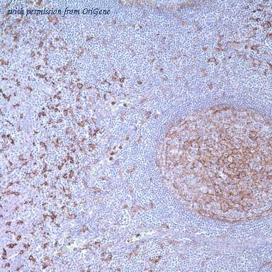OriGene TA327620 image 1