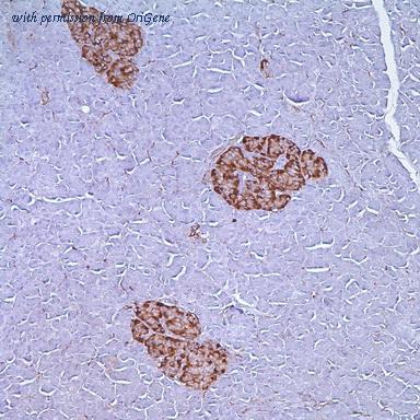 OriGene TA327646 image 1