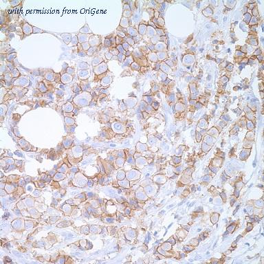 OriGene TA327671 image 1