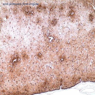 OriGene TA327682 image 1