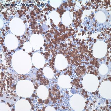 OriGene TA327690 image 1