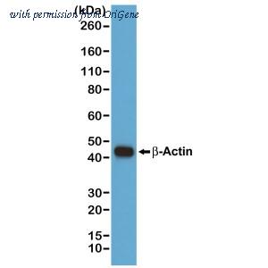 OriGene TA346866 image 1