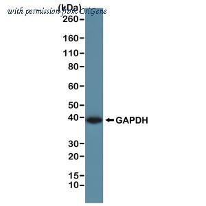 OriGene TA346868 image 1