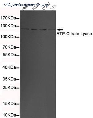 OriGene TA346872 image 1