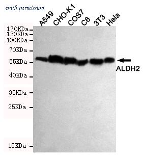 OriGene TA346880 image 1