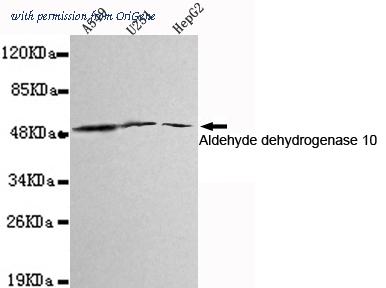 OriGene TA346881 image 1