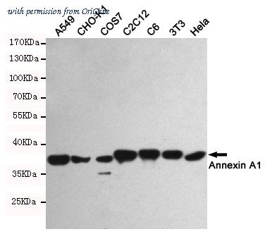 OriGene TA346884 image 1