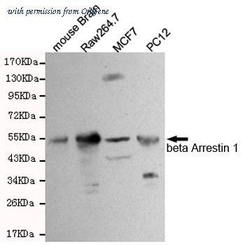 OriGene TA346886 image 1