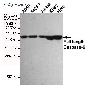 OriGene TA346902 image 1