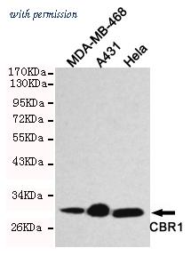 OriGene TA346903 image 1
