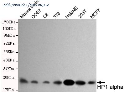 OriGene TA346905 image 1