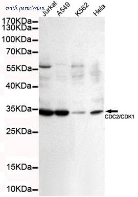 OriGene TA346908 image 1