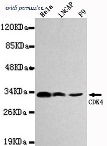 OriGene TA346909 image 1