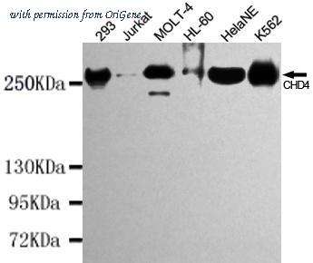 OriGene TA346917 image 1