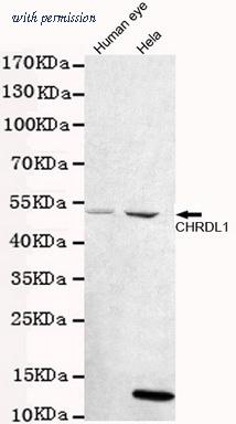 OriGene TA346918 image 1