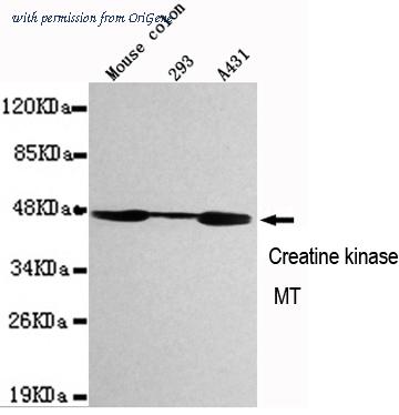 OriGene TA346919 image 1