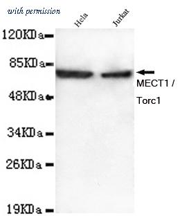 OriGene TA346923 image 1