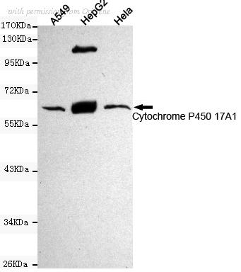 OriGene TA346928 image 1