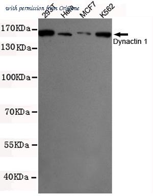 OriGene TA346929 image 1