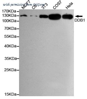 OriGene TA346930 image 1