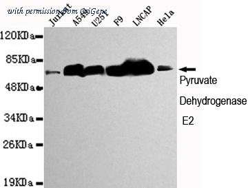 OriGene TA346932 image 1