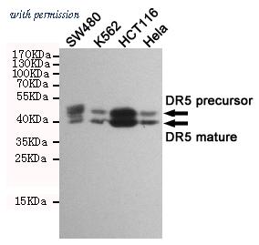 OriGene TA346934 image 1