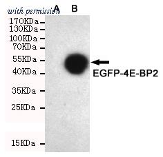 OriGene TA346938 image 1