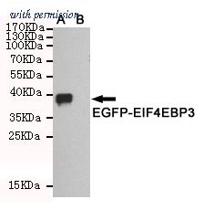 OriGene TA346939 image 1