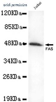 OriGene TA346945 image 1