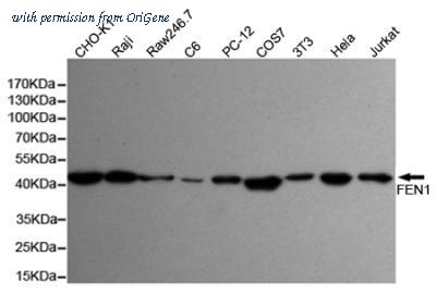 OriGene TA346946 image 1
