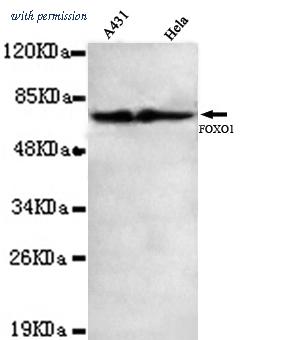 OriGene TA346948 image 1