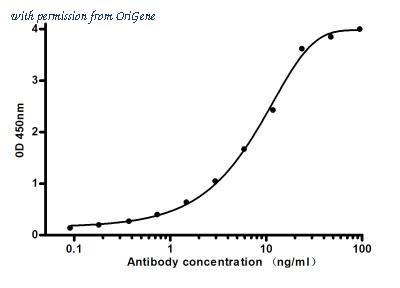 OriGene TA346950 image 1