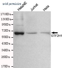 OriGene TA346957 image 1