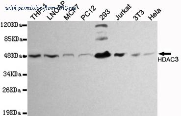 OriGene TA346962 image 1