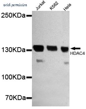 OriGene TA346963 image 1