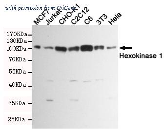 OriGene TA346964 image 1
