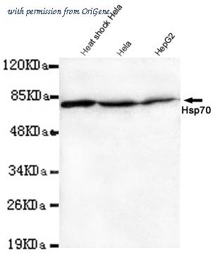 OriGene TA346969 image 1