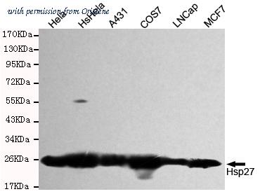 OriGene TA346973 image 1
