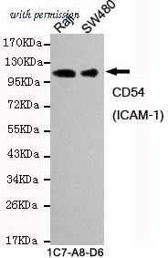 OriGene TA346974 image 1
